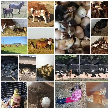 Bed & Breakfast Ross Family Killala